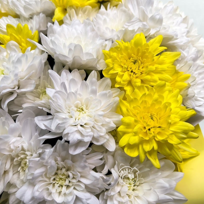 Букет бело-желтых хризантем 2