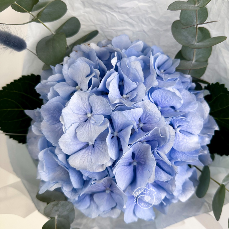 Голубая гортензия 1