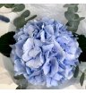 Голубая гортензия 1