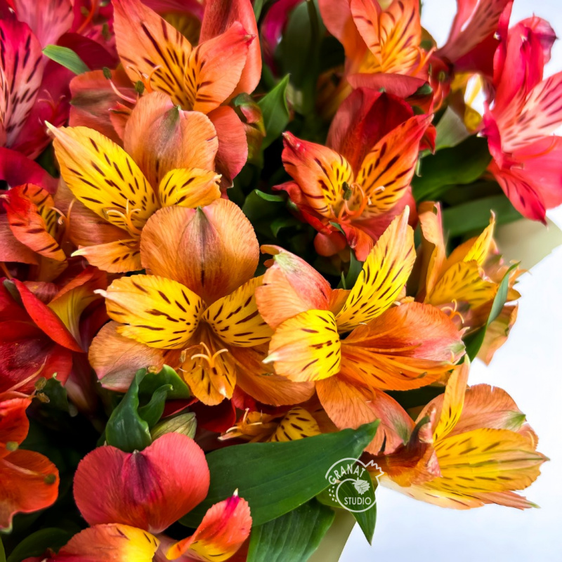 Букет из 19 альстромерий 2