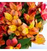 Букет из 19 альстромерий 2