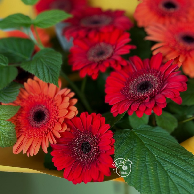 Букет из 11 гербер 1