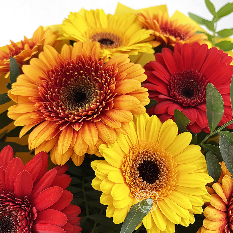 Букет из 13 гербер 2