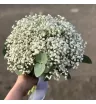 Букет &laquo;Гипсофила&raquo; 1