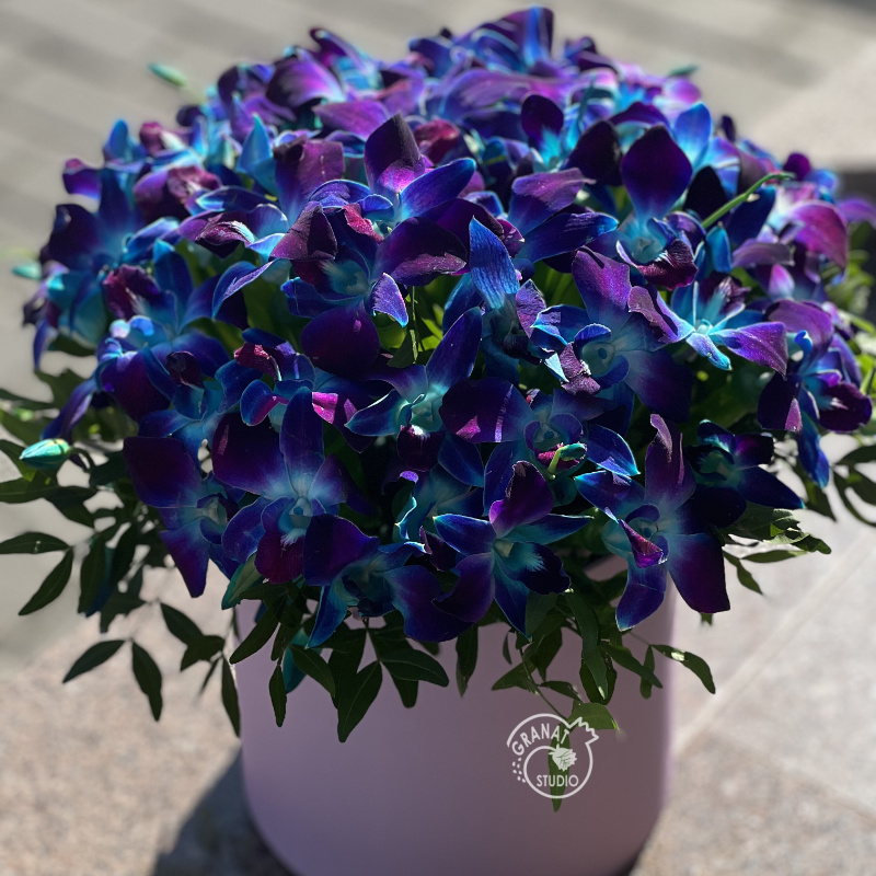 Синие орхидеи 1