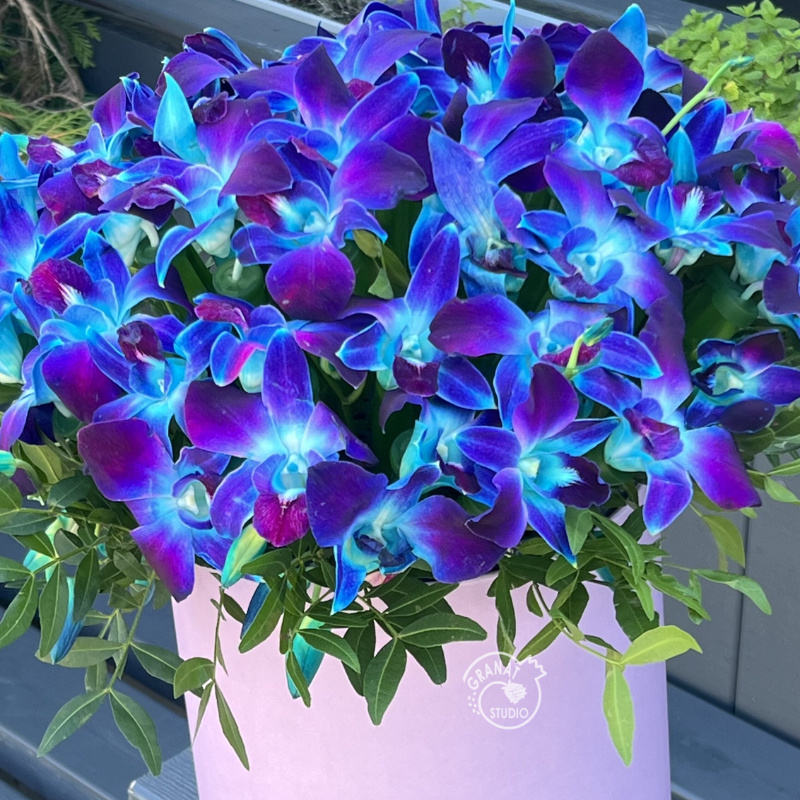 Синие орхидеи